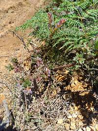 Vaccinium floribundum image