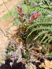 Vaccinium floribundum image