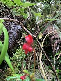 Begonia urticae image