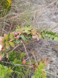 Vaccinium floribundum image