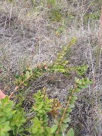 Vaccinium floribundum image