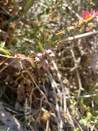 Vaccinium floribundum image