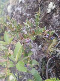 Vaccinium floribundum image