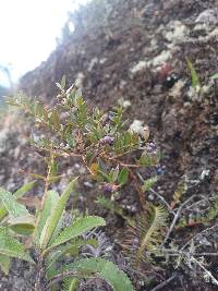 Vaccinium floribundum image