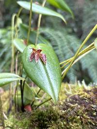 Pleurothallis coriacardia image