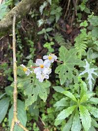 Begonia acerifolia image