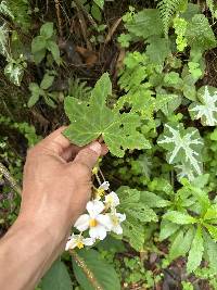 Begonia acerifolia image