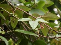 Passiflora cumbalensis image