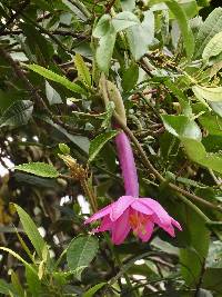 Passiflora cumbalensis image