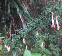 Fuchsia steyermarkii image