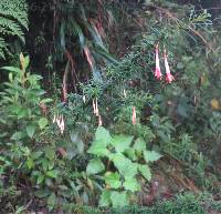 Image of Fuchsia steyermarkii