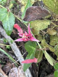 Passiflora sanguinolenta image