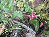 Passiflora sanguinolenta image