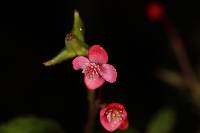 Begonia urticae image