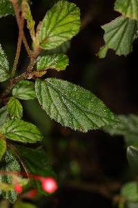 Begonia urticae image