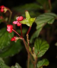 Begonia urticae image