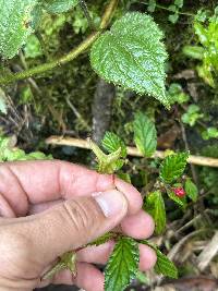 Begonia urticae image