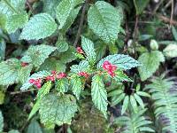 Begonia urticae image