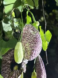 Aristolochia littoralis image