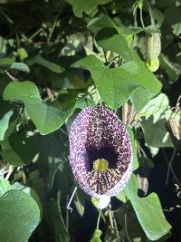 Aristolochia littoralis image