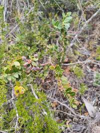 Vaccinium floribundum image