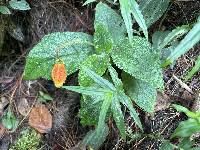 Kohleria affinis image