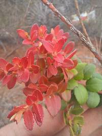 Vaccinium floribundum image