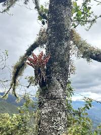 Tillandsia biflora image