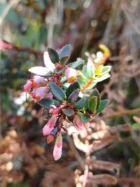 Vaccinium floribundum image