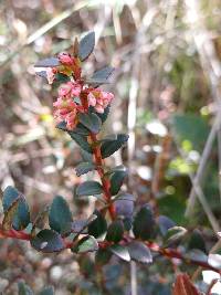 Vaccinium floribundum image