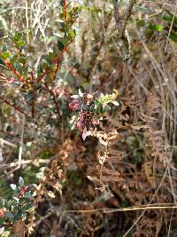 Vaccinium floribundum image