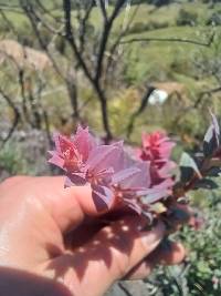 Vaccinium floribundum image