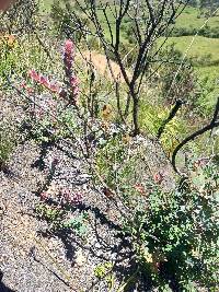 Vaccinium floribundum image