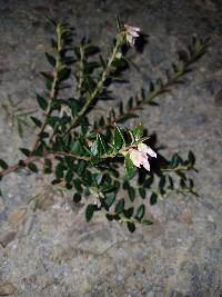 Vaccinium floribundum image