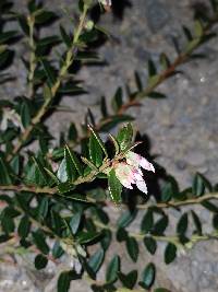 Vaccinium floribundum image