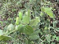 Passiflora dorisiae image