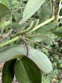 Passiflora dorisiae image