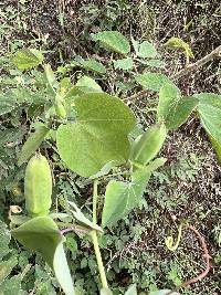 Passiflora dorisiae image