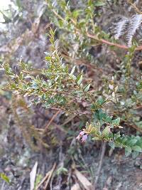 Vaccinium floribundum image