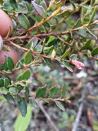 Vaccinium floribundum image