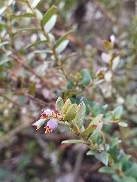 Vaccinium floribundum image