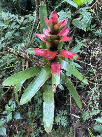 Guzmania gloriosa image