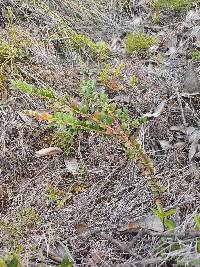 Vaccinium floribundum image