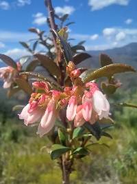 Vaccinium floribundum image