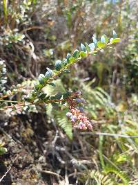 Vaccinium floribundum image