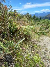 Vaccinium floribundum image