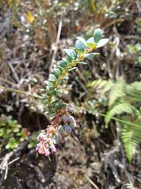 Vaccinium floribundum image