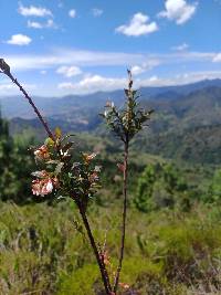 Vaccinium floribundum image