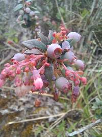 Vaccinium floribundum image