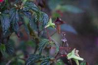 Begonia urticae image